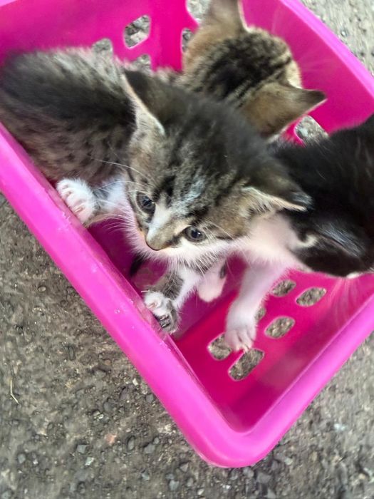 Котята крысоловы!