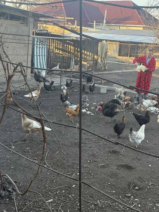 Продам курочек уже несутся