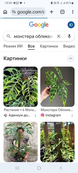 Комнатные растения
