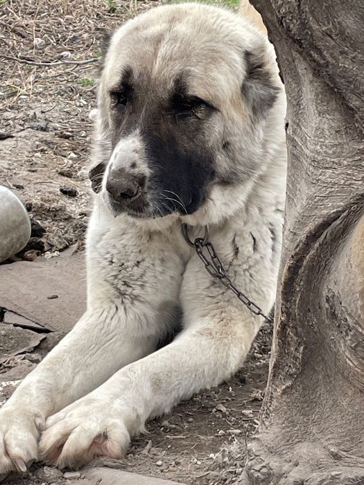 чистокръвен алабай