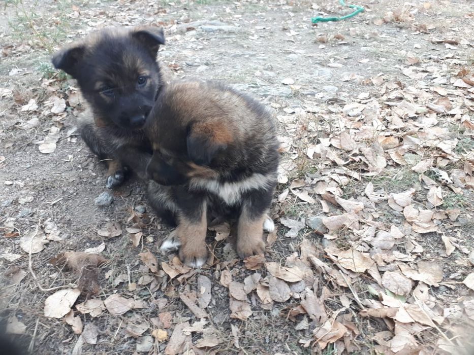 Щенки ищут дом ! Срочно!