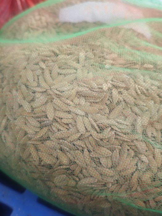 Семена дыни продам