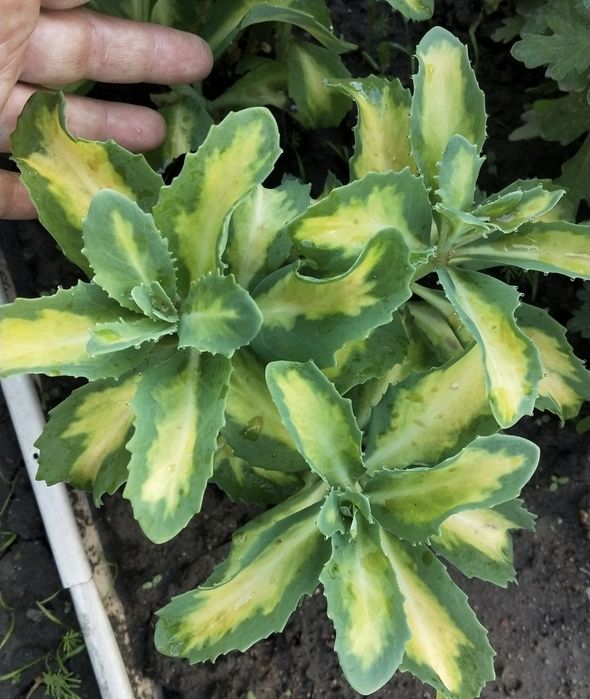 Бересклет, очитки вариегатные, хосты разные, лилейник