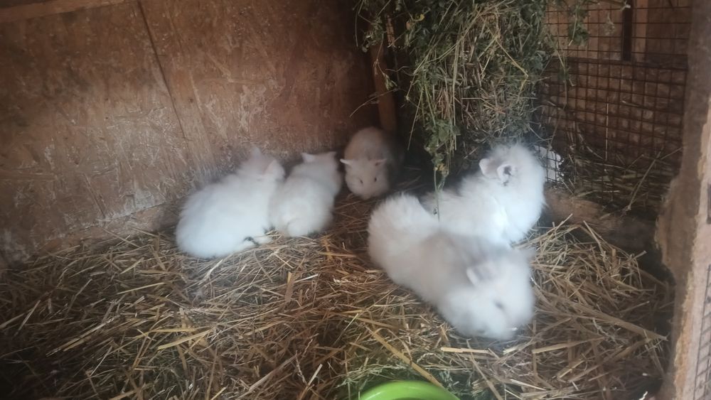 Vând masculi iepurași cap de leu rasa pura