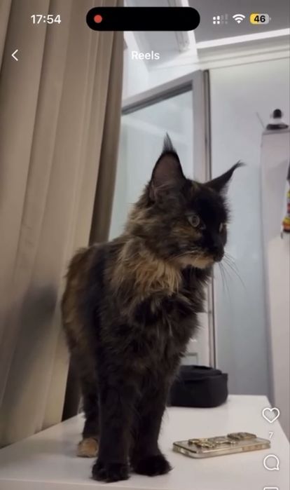 Кошка Мейн - кун