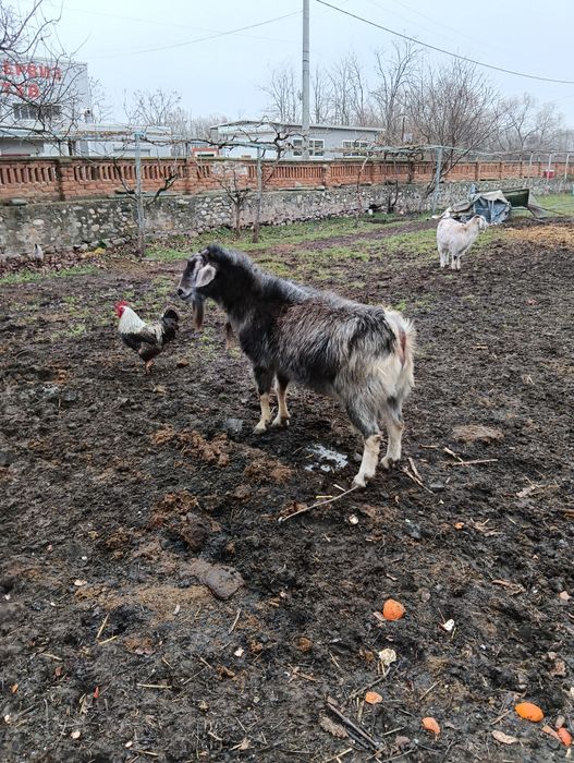 Продавам Пърч красавец