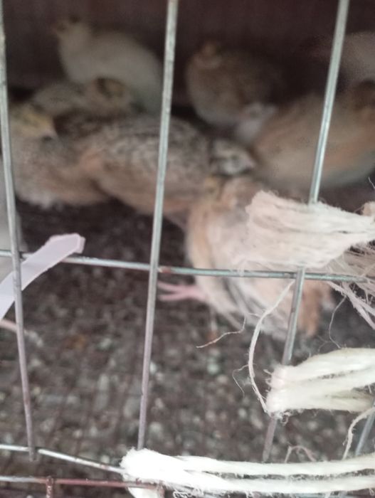 Проются перепелки