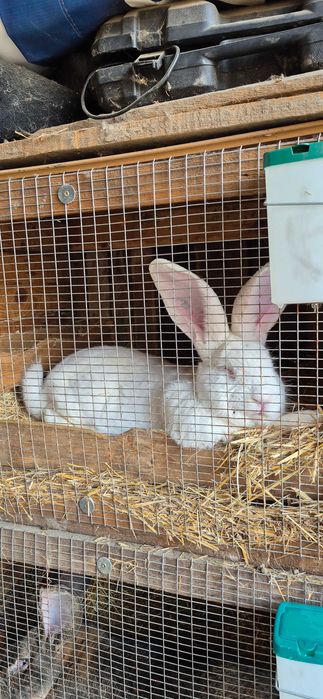 Зайци , великани