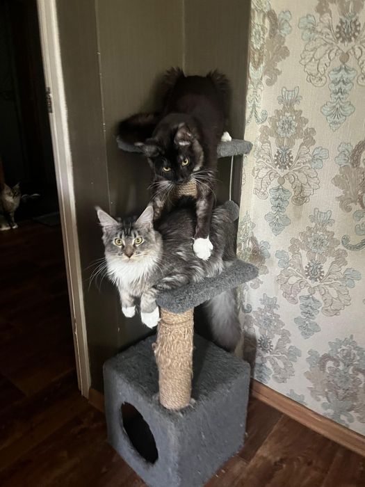 Мейн-кун, девочки