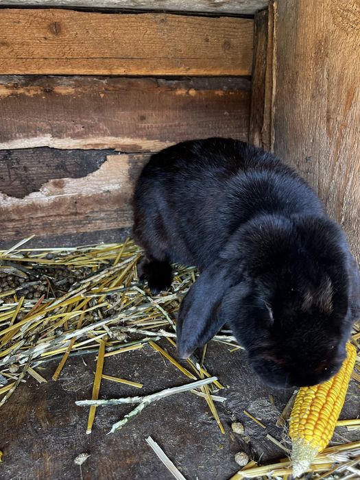 Vand iepuri berbec german si fluture german