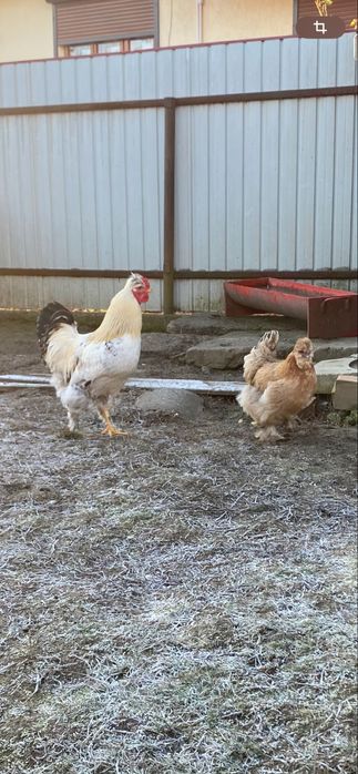 Vand Cocos Motat Incaltat