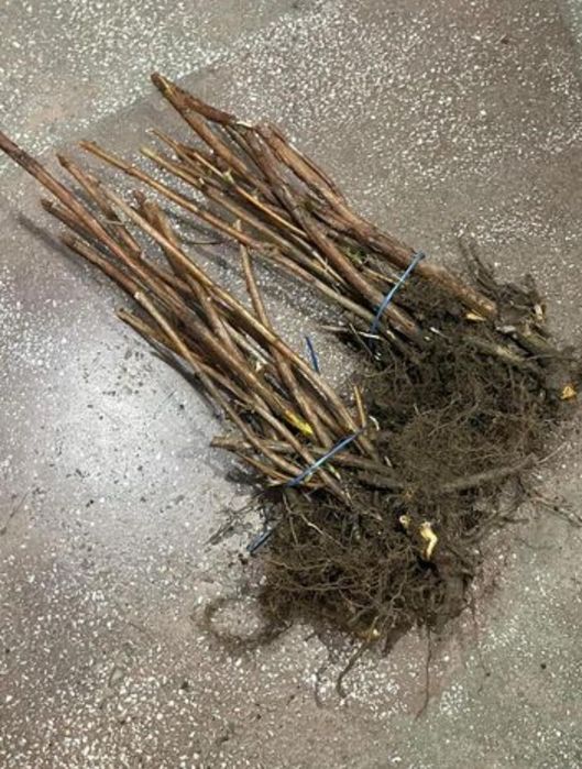 Butasi zmeura remontată dulce