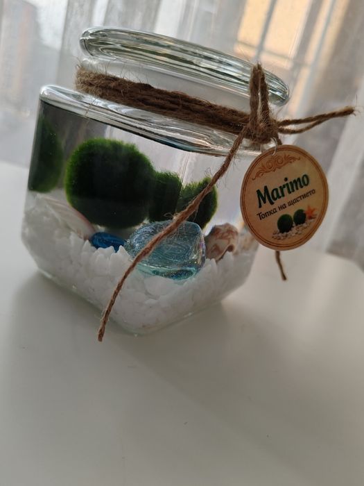 Marimo Топче на щастието