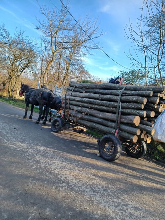 Vând 2 iepe cuminte