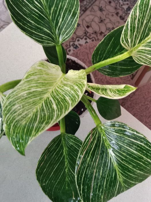 Филодендрон Биркин