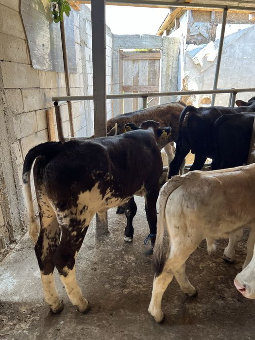 Vând viței  11 tăurași  si 3 femele  de rasa pura