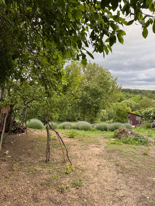 Proprietate de Vanzare In Sat Dalga, Comuna Calopăr - 2900mp| Doua Case batranesti + Plantație de lavanda anul 6