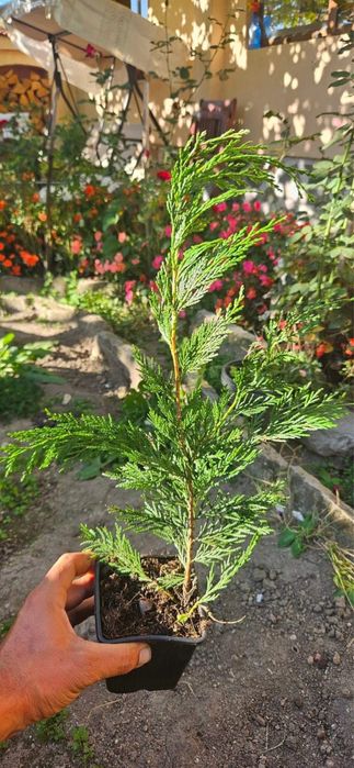 Кипарис лейланди 30-40 см