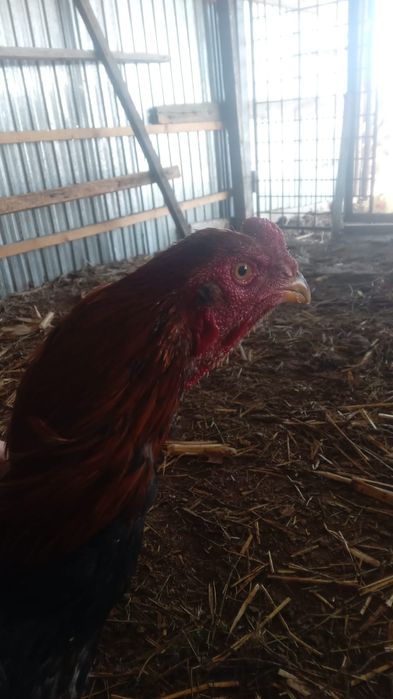 Дакан мошный зат