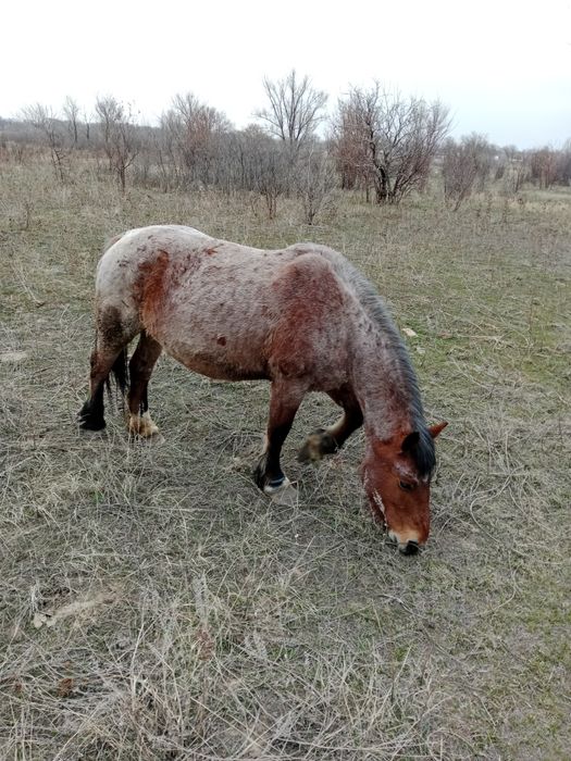 Советская тяжеловоз,