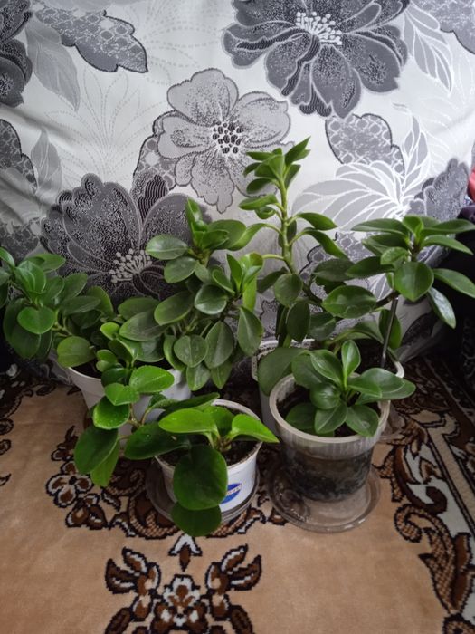 Продам комнатный цветок