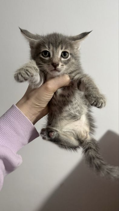 Отдам котят БЕСПЛАТНО