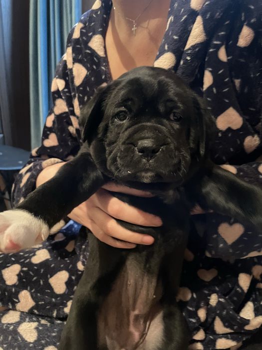 Продам щенка порода боксер