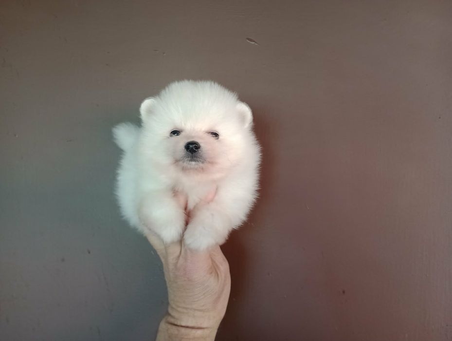 Бели Померанчета!