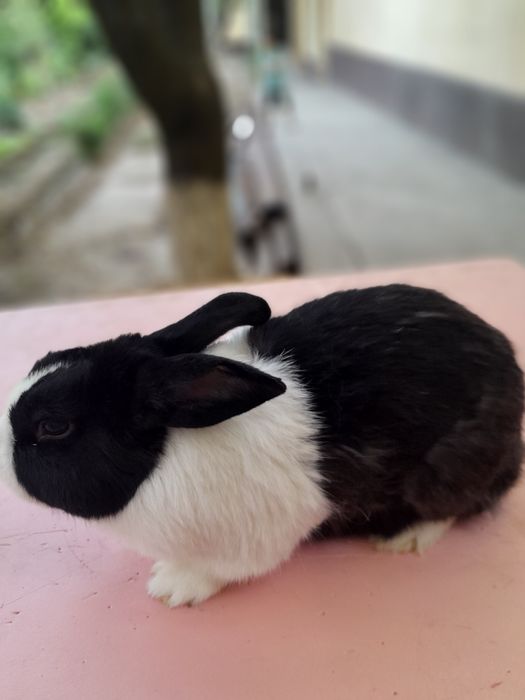 Панда галланд самец, рабочий