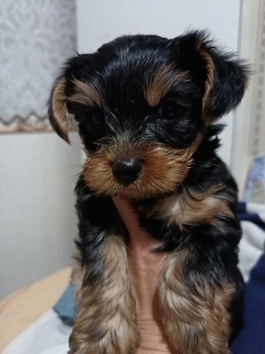 Йоркширский терьер мальчик