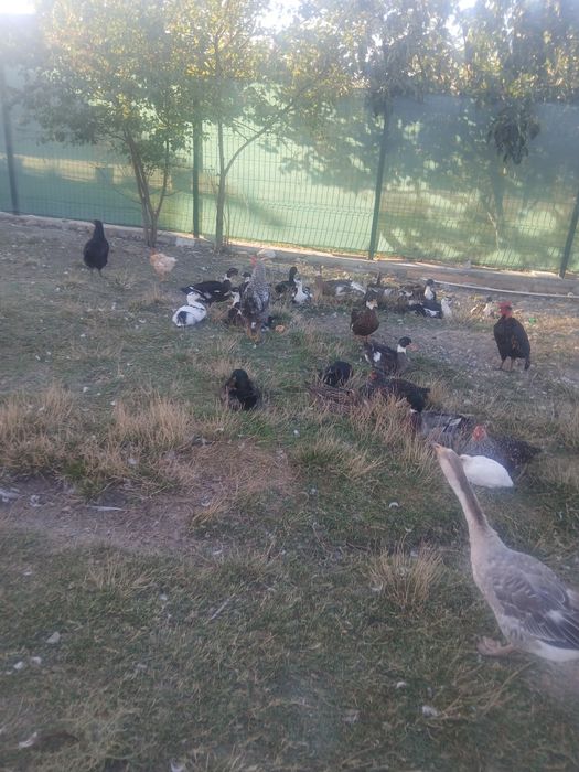Animale domestice