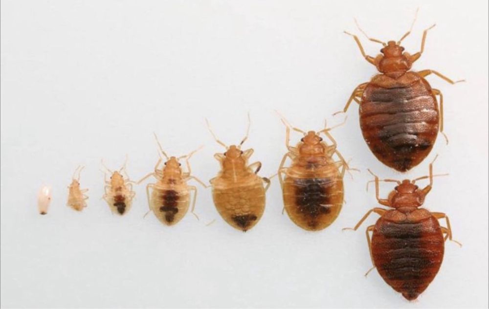 20% СКИДКА! Дезенфекция дизенфекция дезинфекция дизинфекция dizinfeksi