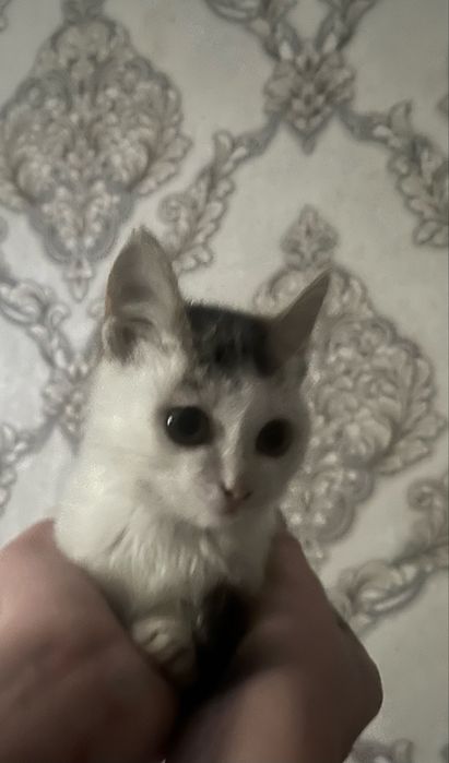 Отдам котенка девочка