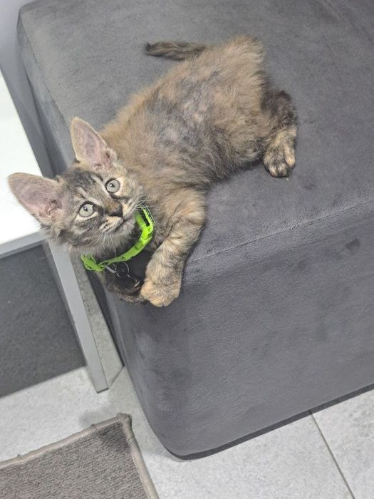 Котенок в добрые руки