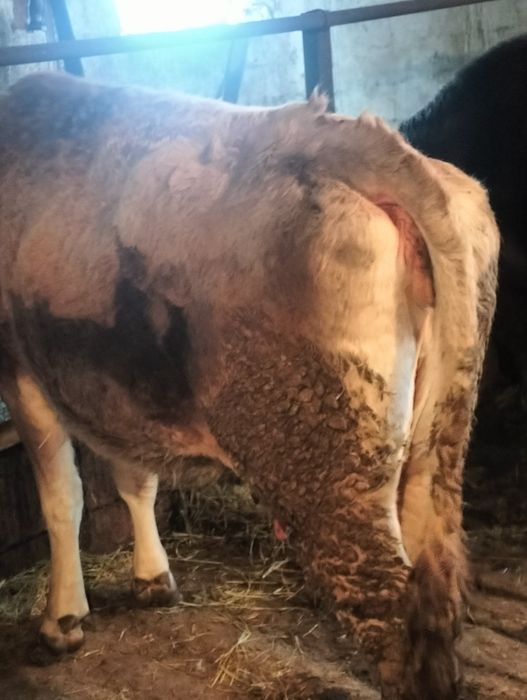 Сельхозживотное карова