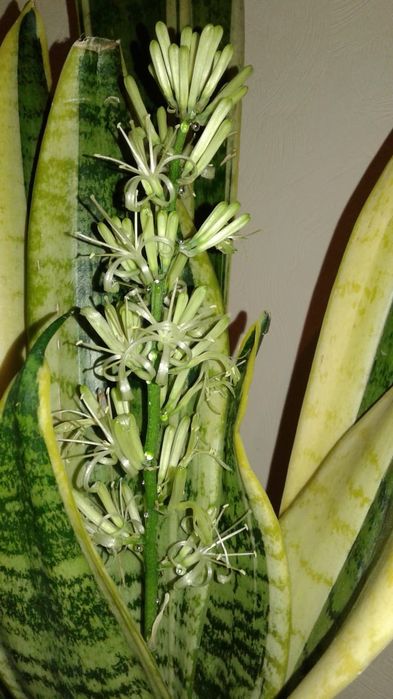 Сансевиерия, Щучий хвост, Тещин язык,