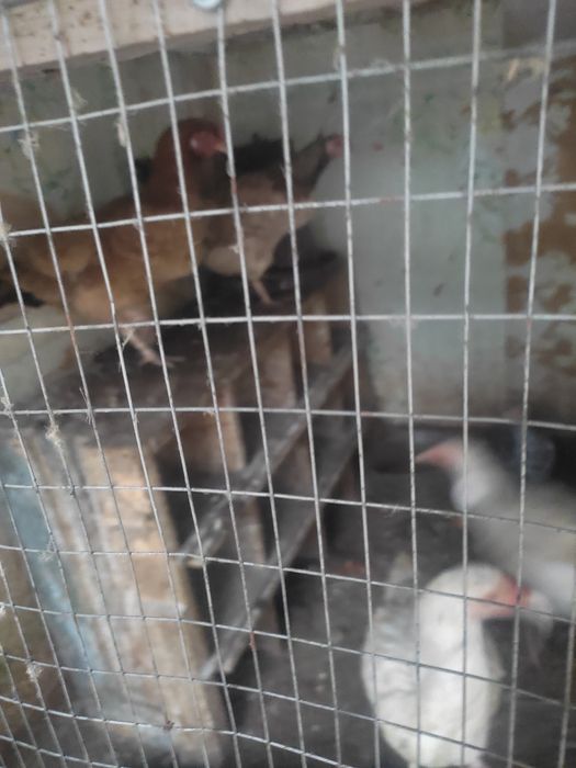 Товуклар сотилади кутара келишамиз 7та