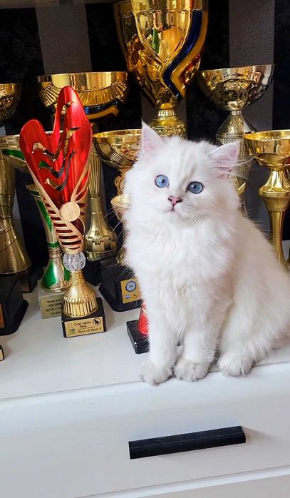 Baiat british longhair din ambii parinti Campioni Mondiali