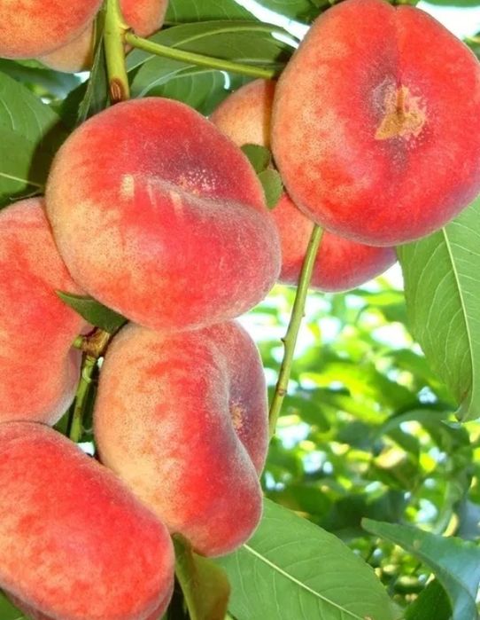 Piersic (Soiul Plat Platicarp )