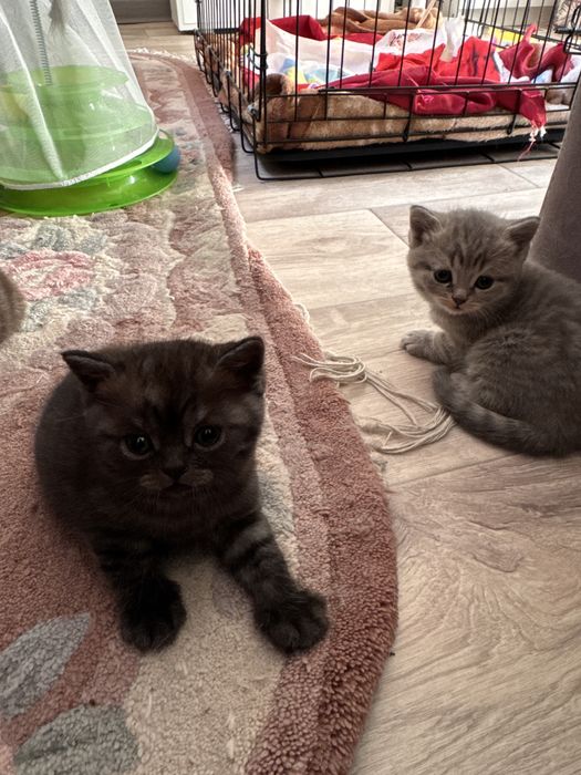 Продаются котята скоттиш страйт