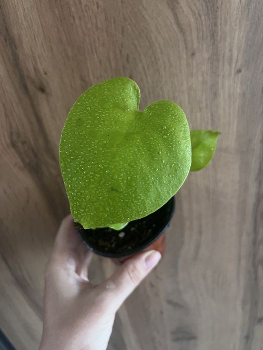 Монстера Limon Lime
