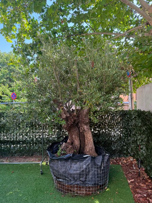 Bonsai Măslin Secular 150 Ani – Exemplar Superb de Colecție