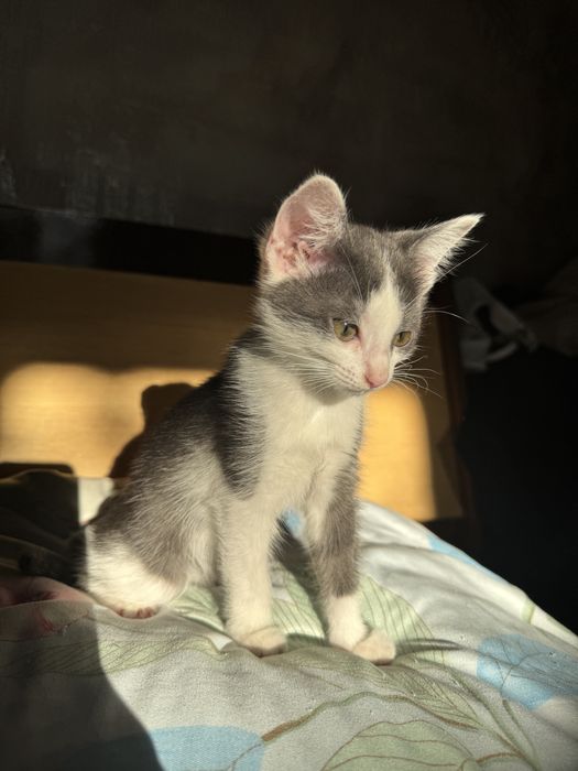 котенок бесплатно кошка