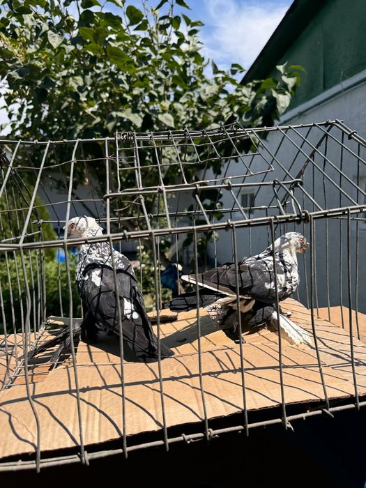 Тараз продам голуби