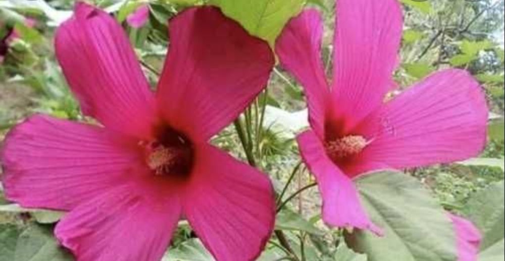 Гибискус многолетний/в сад/