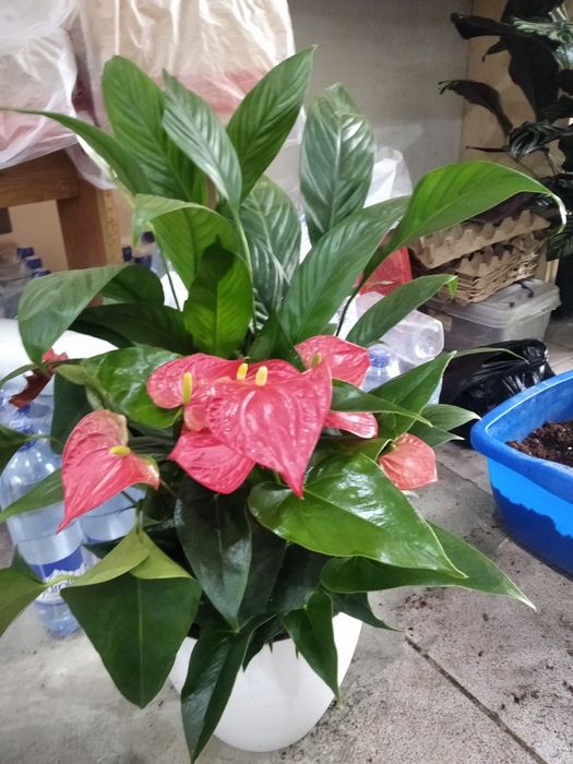 Букет в подарок...