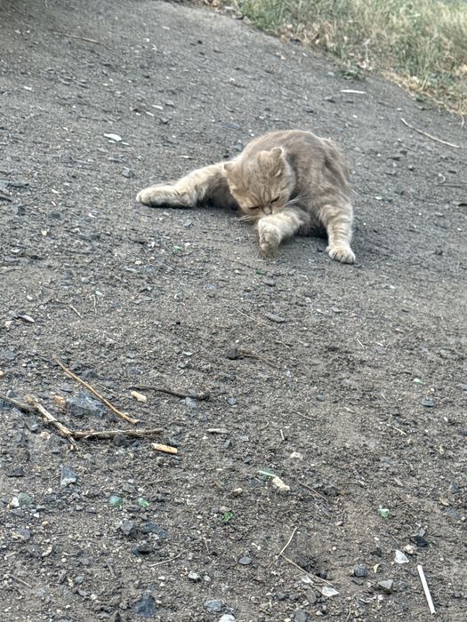 Срочно очень срочно в добрые руки