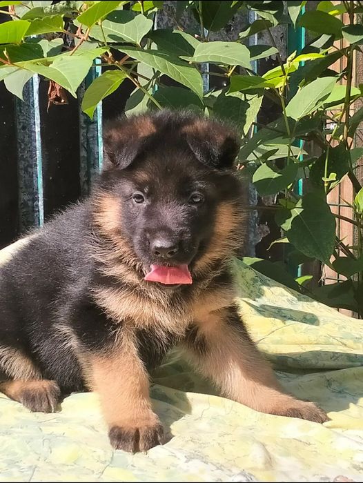 Продаются щенки немецкой овчарки