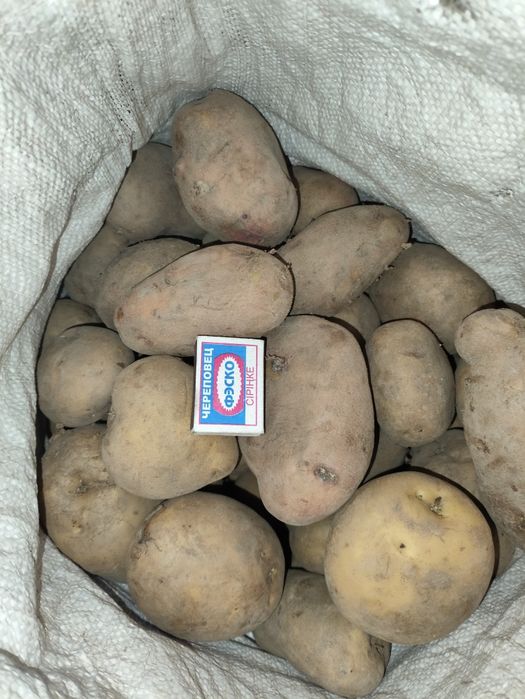Продам картошку едовую, семенную