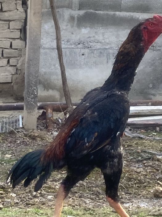 Xo’roz sotiladi tayyor